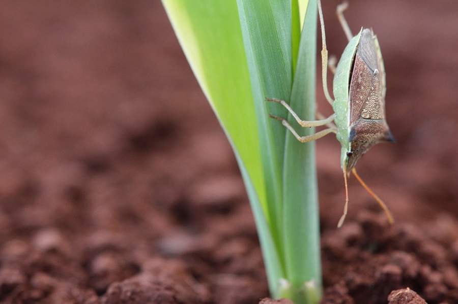 Migração de percevejos da soja para o milho aumenta risco à segunda safra