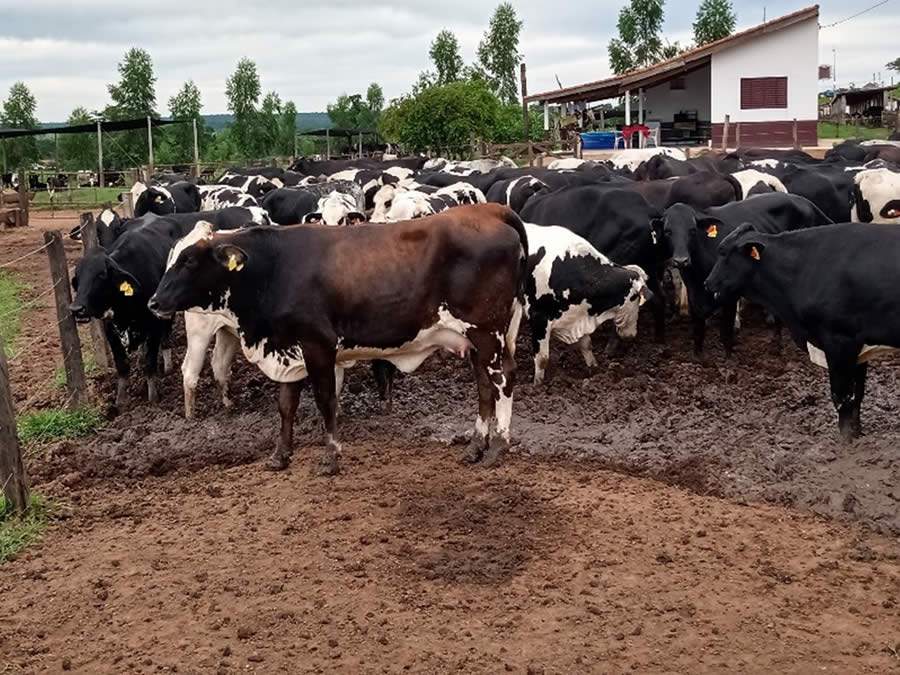 Fazenda Talism&atilde;