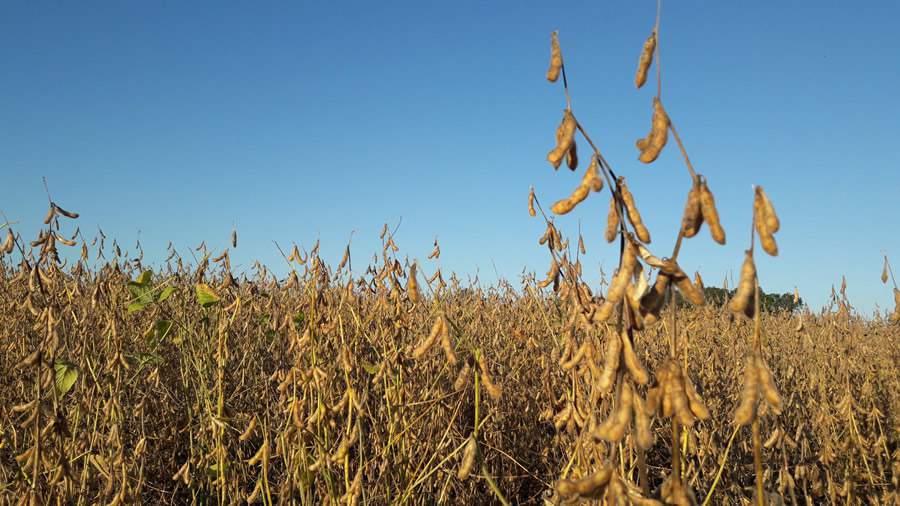     O recorte "Carbono Zero" no t&iacute;tulo do evento n&atilde;o &eacute; apenas uma escolha tem&aacute;tica &mdash; &eacute; um posicionamento - Divulga&ccedil;&atilde;o Fenasoja