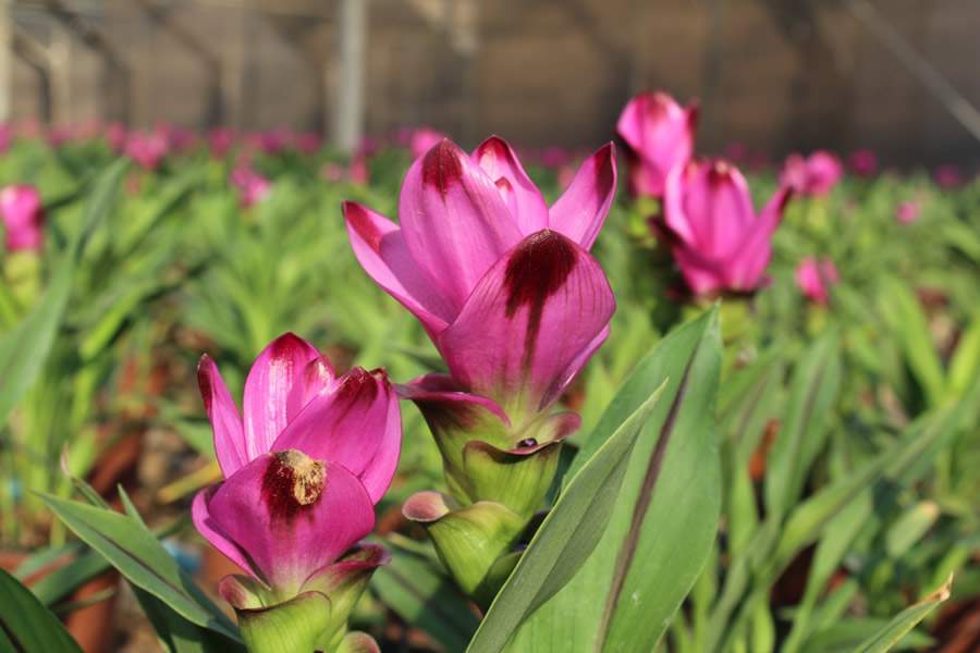 Curcuma - Divulga&ccedil;&atilde;o