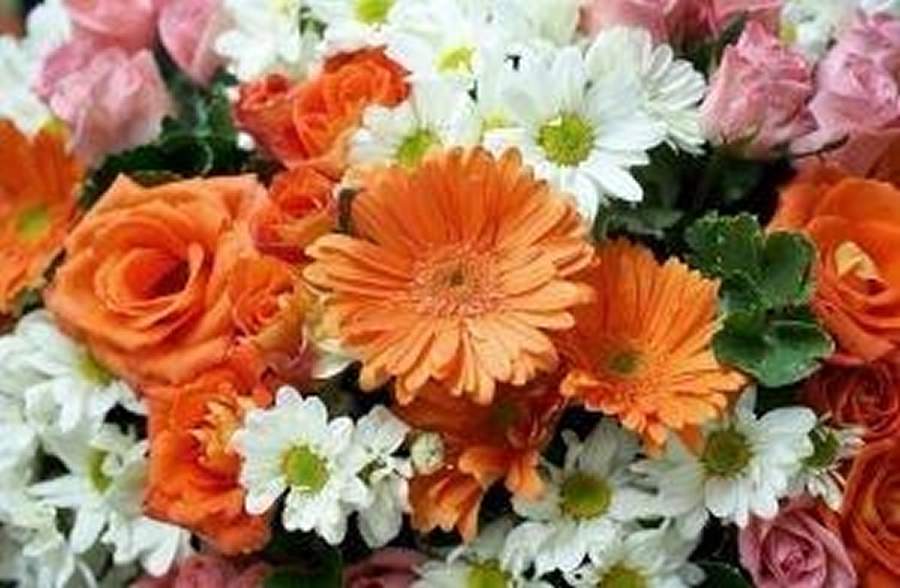  &nbsp;   Uma imensa diversidade de flores deve atender todos os gostos e bolsos - Divulga&ccedil;&atilde;o