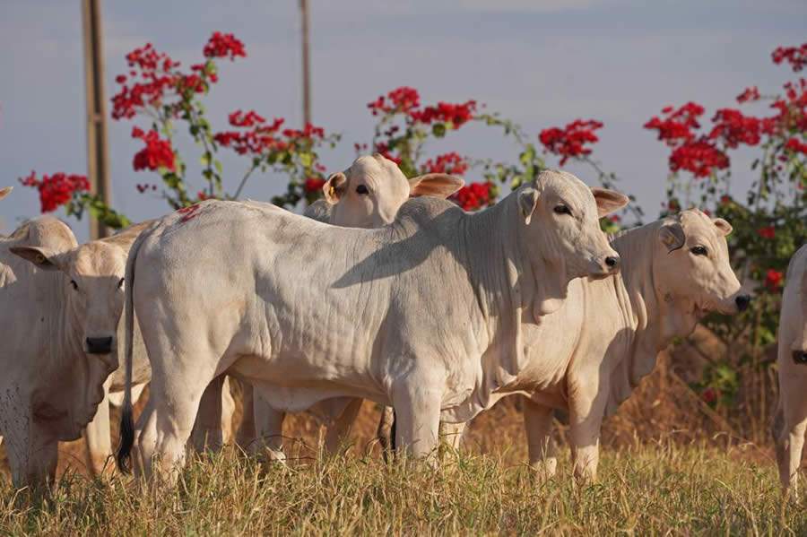 De Olho na Fazenda 2021, da Nelore CV, oferta Nelore Mocho avaliados pela ANCP