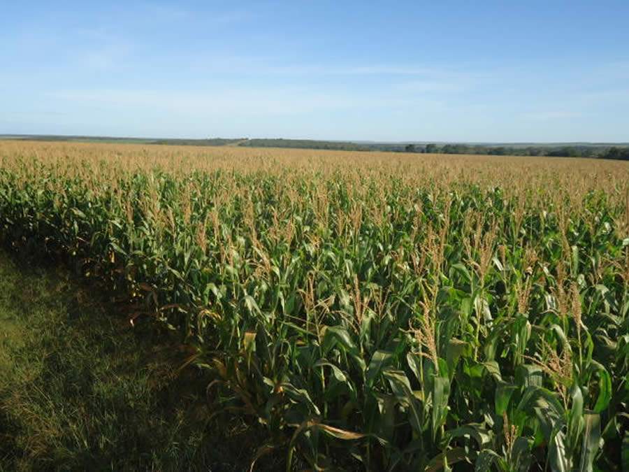 Oportunidades e desafios para proteínas animais e grãos na pós-pandemia