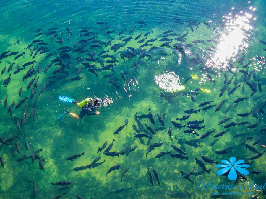 Foto por divulga&ccedil;&atilde;o - Mergulho na Nascente Azul (Bonito/MS)