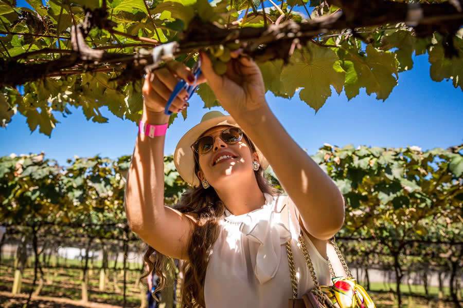 Vin&iacute;cola G&oacute;es - Vindima