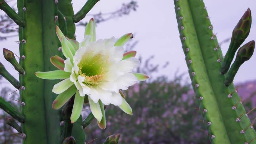 Crédito: divulgação