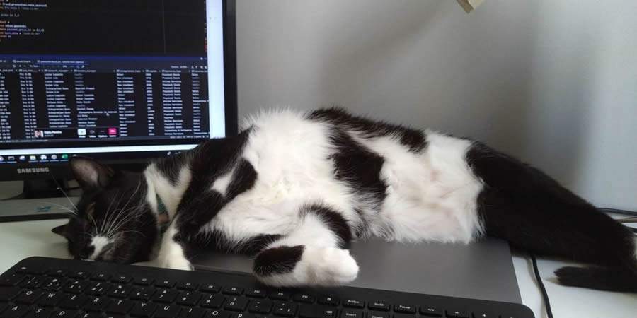 Home office: os benefícios de ter um amiguinho pet durante o trabalho