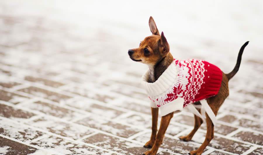 Conheça os cuidados com animais de estimação no inverno - banco de imagens - freepik