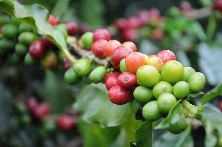 Cafeicultor têm poucos dias para aderir ao seguro climático dos cafezais
