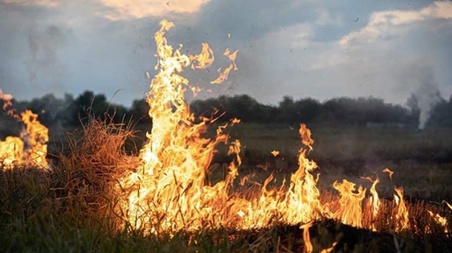  Dois trabalhadores morreram ao combater inc&ecirc;ndio florestal em propriedade da empresa - Foto: Freepik