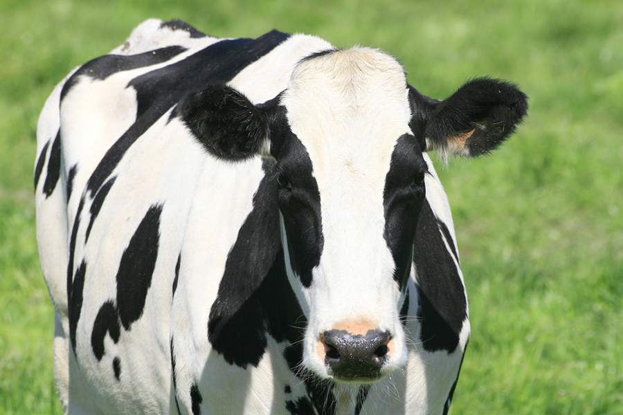 Estresse térmico causado pelas temperaturas elevadas diminuem taxa de prenhez de vacas leiteiras