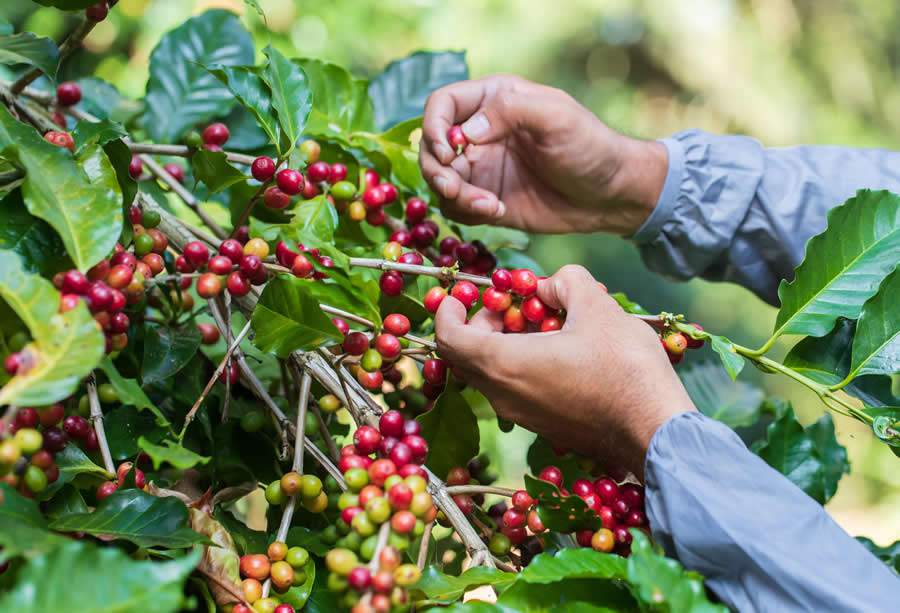 Colheita de café: produtores precisam ficar atentos a questões jurídicas - Divulgação