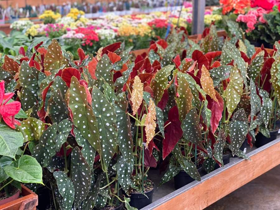 Beg&ocirc;nia Maculata: saiba como cuidar da planta que &eacute; tend&ecirc;ncia em decora&ccedil;&atilde;o de interiores