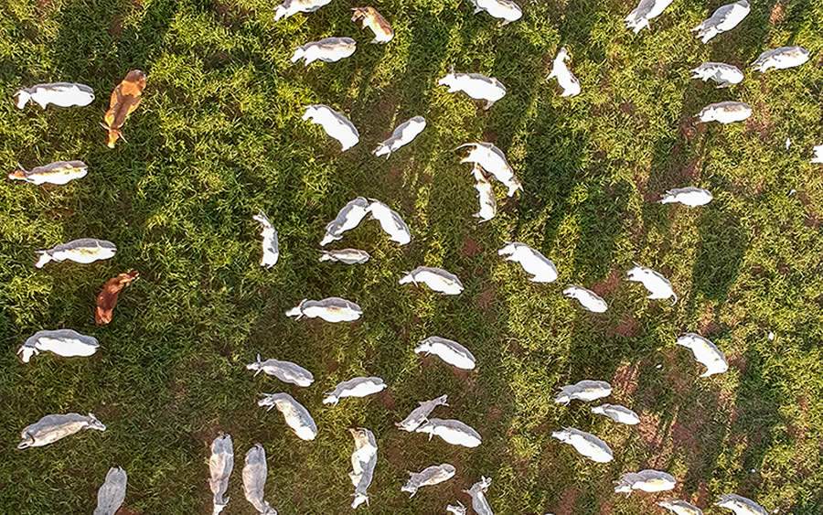 Intensificação da produção com pastejo rotacionado