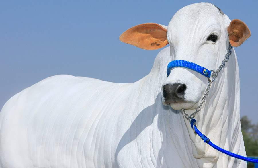 ACNB-Leilao-Elite-Ourofino-Genetica-Animal-oferta-matrizes-e-prenhezes-Nelore-durante-a-51-Expoinel-foto-divulgacao