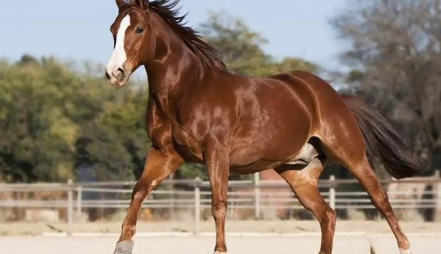 Equinos atletas têm mais risco de complicações no sistema locomotor. Saiba as consequências desse problema e formas de tratamento