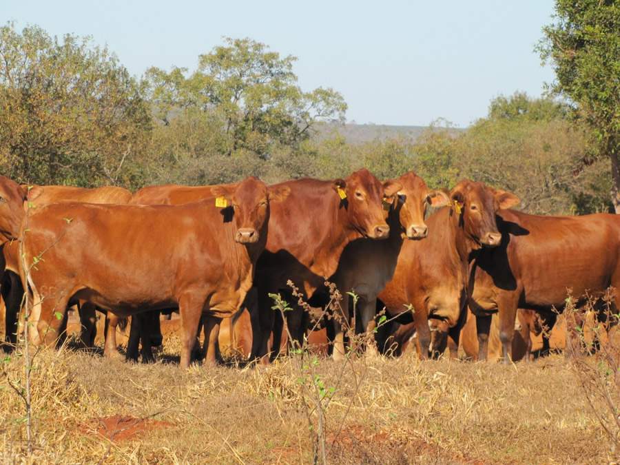 Montana da Barra investe na raça bovina há quase três décadas