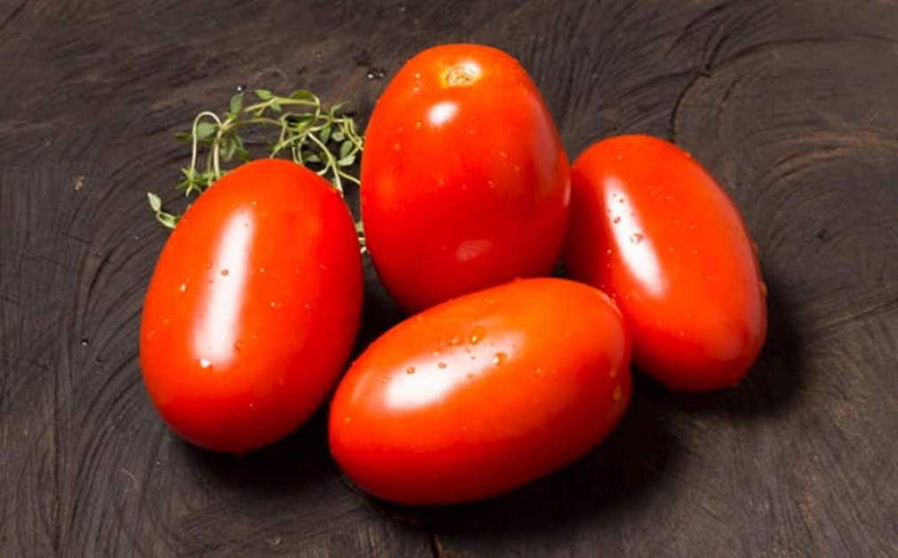 Como ter maior produtividade e rentabilidade com o cultivo de tomate?