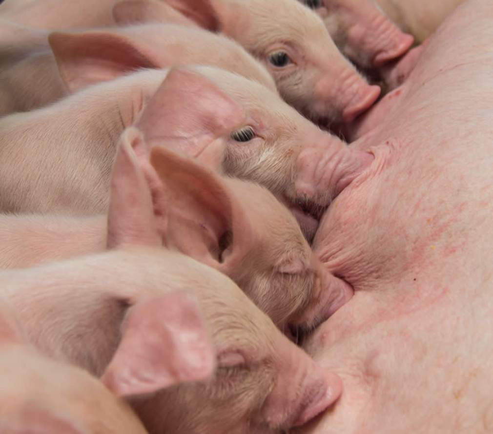 Redução de antimicrobianos na produção de suínos pode aumentar desempenho da granja