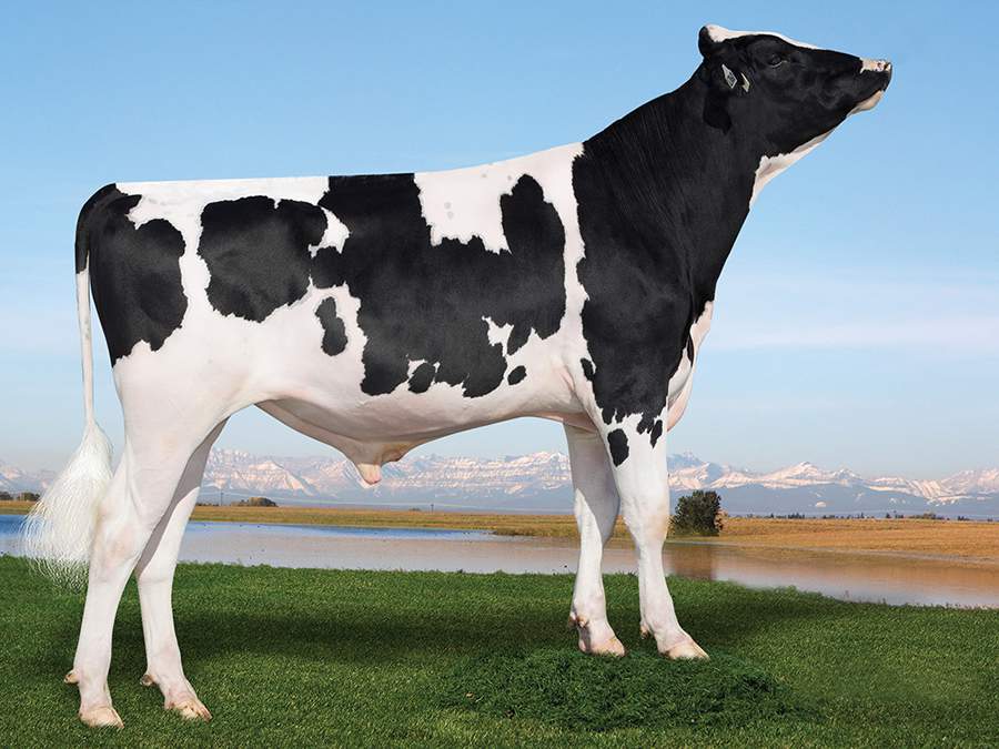 Nova prova de leite importado coloca touros da Alta entre os destaques