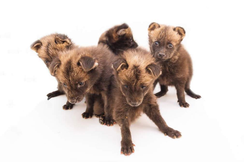 Cinco filhotes órfãos de lobo-guará foram resgatados pelo Onçafari - Ivan Mattos/Zoológico de Brasília