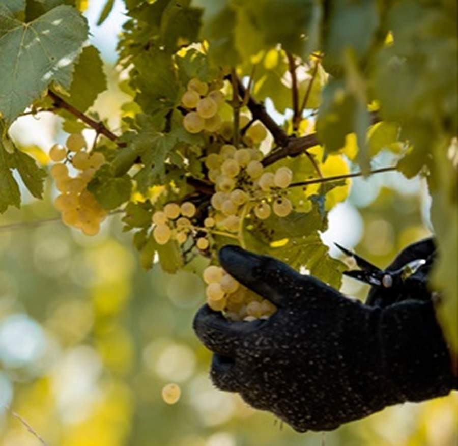 Ponto Nero reduziu 107 mil toneladas de emiss&atilde;o de CO2 em 2021