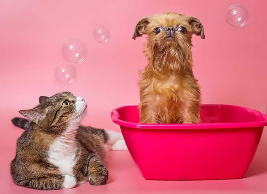 BASF lança plataforma online exclusiva para a indústria pet