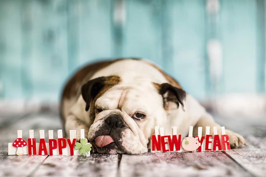 Cuidados com os pets nas comemorações de fim de ano