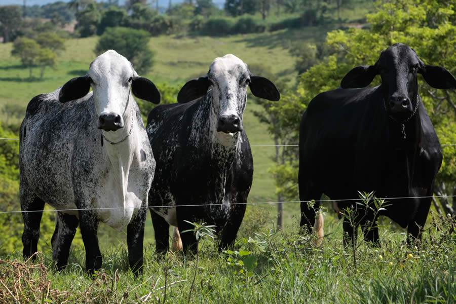 Divulga&ccedil;&atilde;o Biog&eacute;nesis Bag&oacute; Brasil