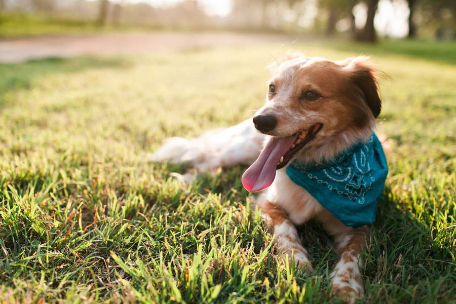 Cr&eacute;dito: Divulga&ccedil;&atilde;o