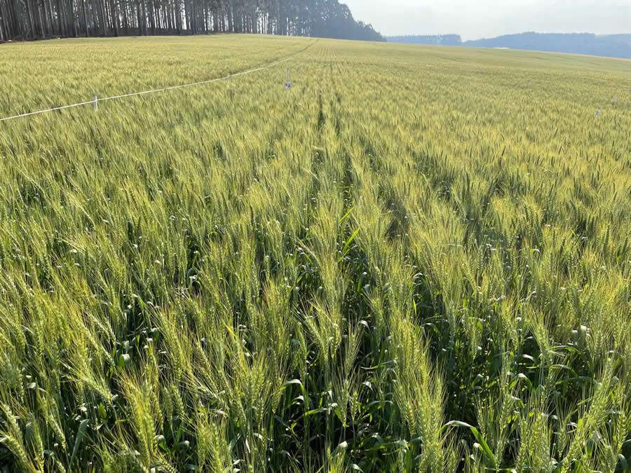 Trigo_lavoura_crédito foto José de Freitas