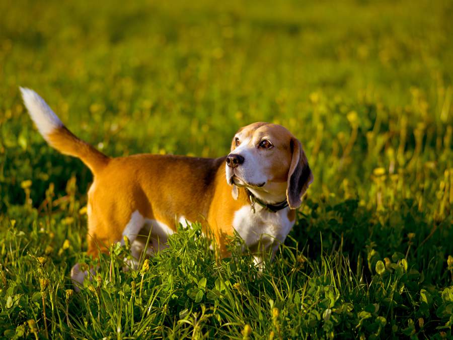 A DDIV ocorre com mais frequência em animais condrodistróficos, como o Beagle - Créditos: Envato