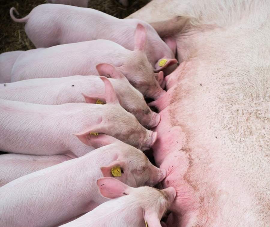 auster-cuidados-com-femeas-suinas-lactacao-impacto-arraçoamento-maternidade-foto-divulgacao-auster