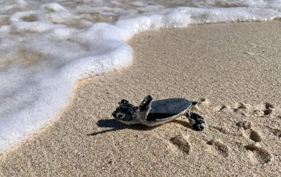  Cr&eacute;dito: Anguilla National Trust