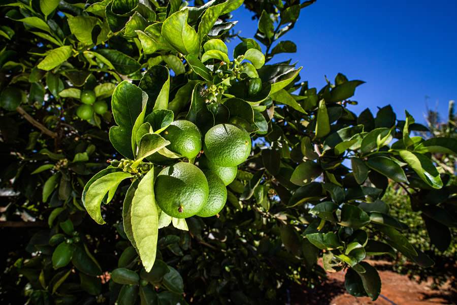 O Brasil é o maior produtor de frutas cítricas. Porém, ter citros de qualidade depende da eficaz proteção fitossanitária no campo