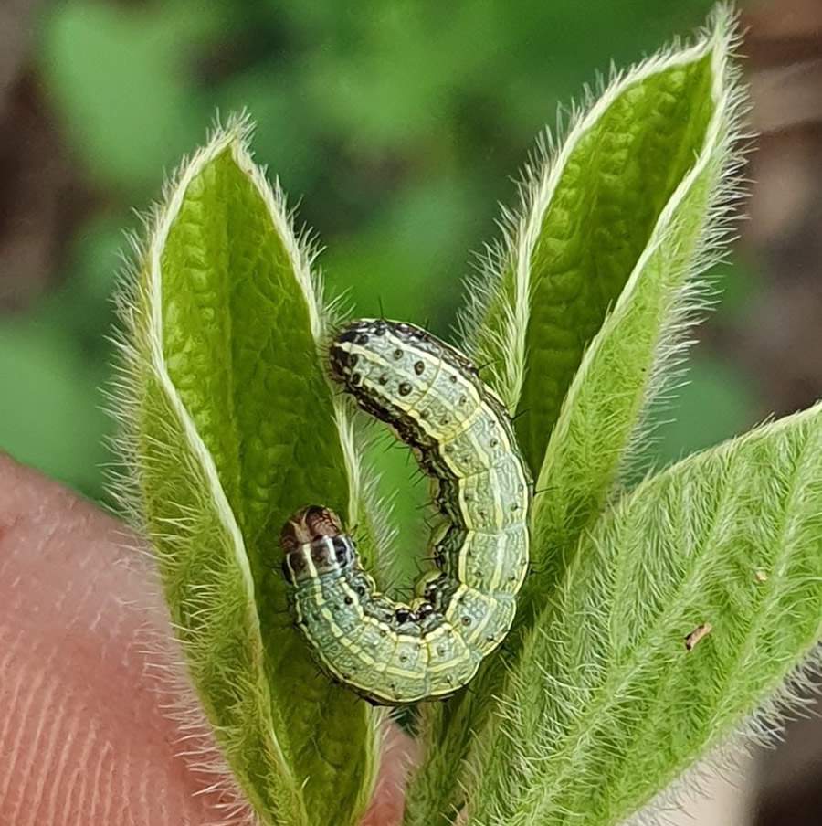 Baculovírus se consolidam na agricultura por boa sinergia com químicos e controle efetivo de lagartas, dizem pesquisadores