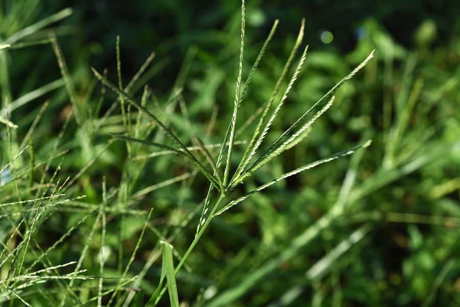 UPL-Planta-Daninha-Eleusine-Indice-Capim-Pe-de-Galinha-Credito-Tamu1500-Shutterstock