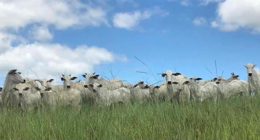 Safra Leilões realiza 2º Leilão Virtual dos Produtores Rurais com grande oferta de bezerros