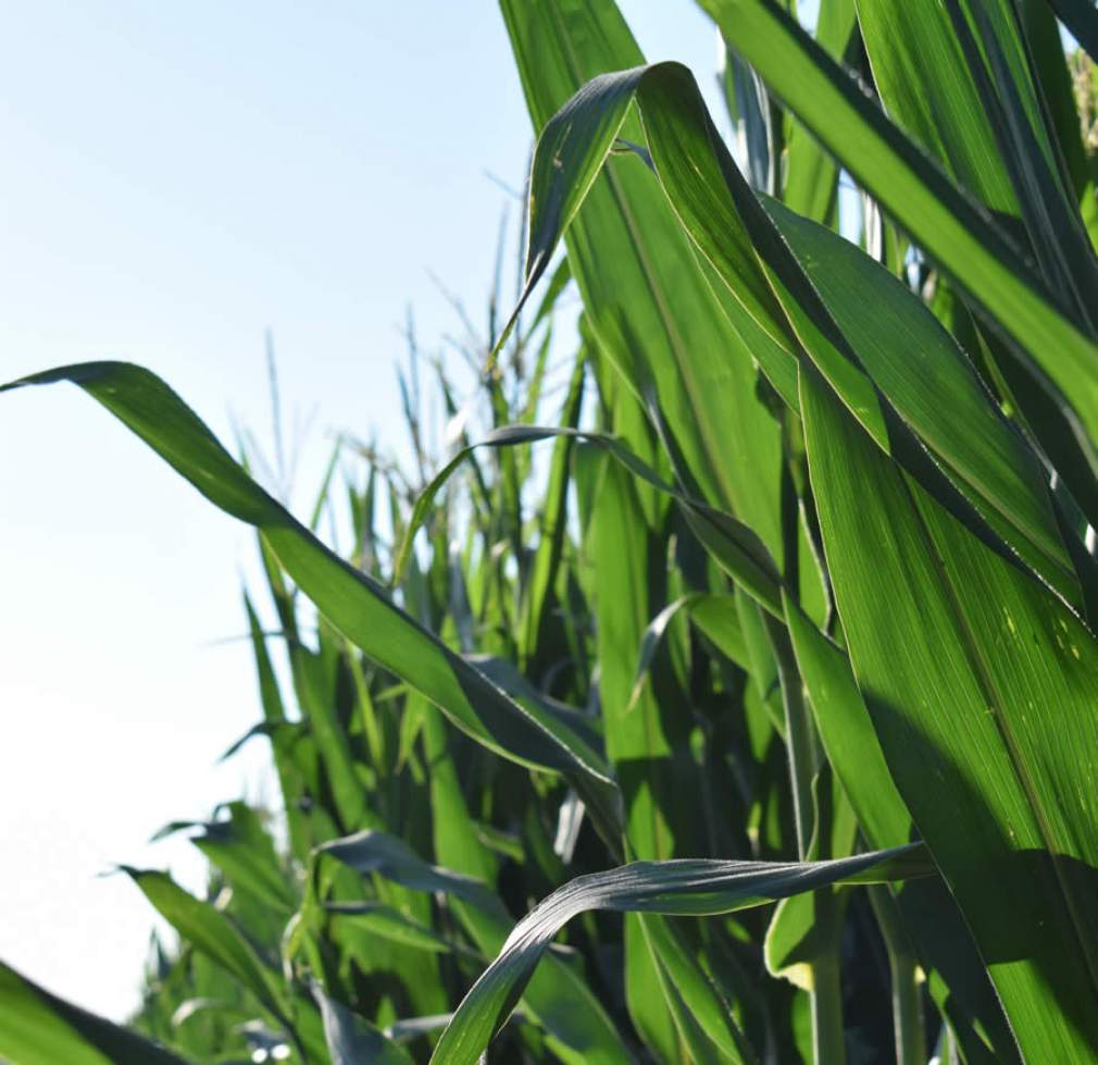 Adubação nitrogenada aumenta qualidade dos grãos de milho