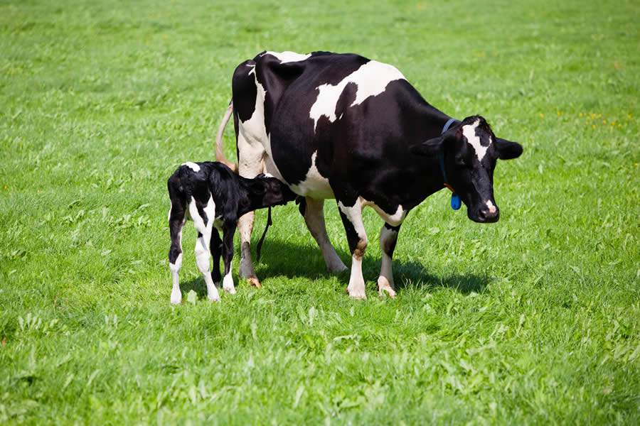 Oferta de colostro nas primeiras 24 horas é fundamental para o sistema imunológico das bezerras