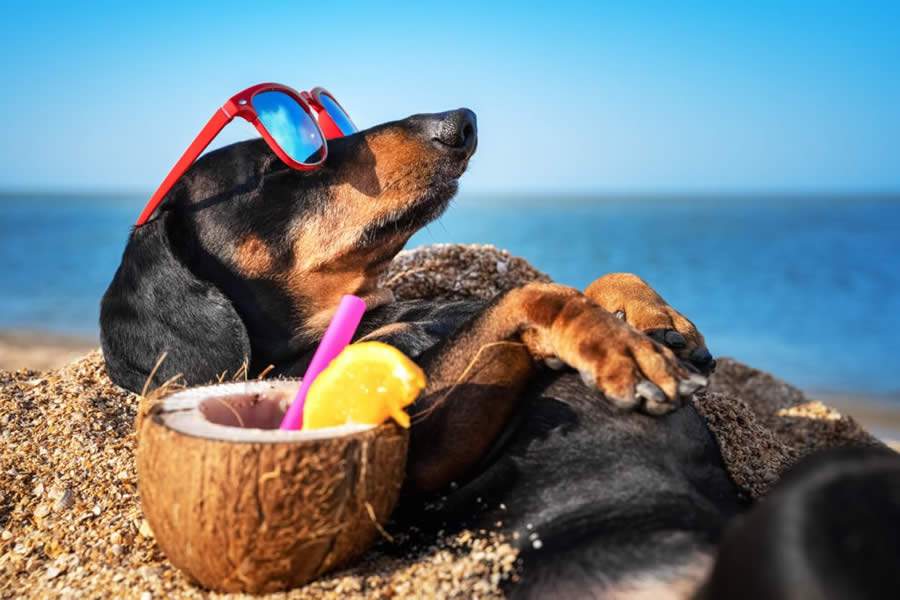 Cuidados com os animais nos per&iacute;odos de calor