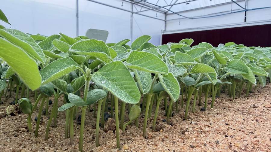 Crédito: Divulgação 