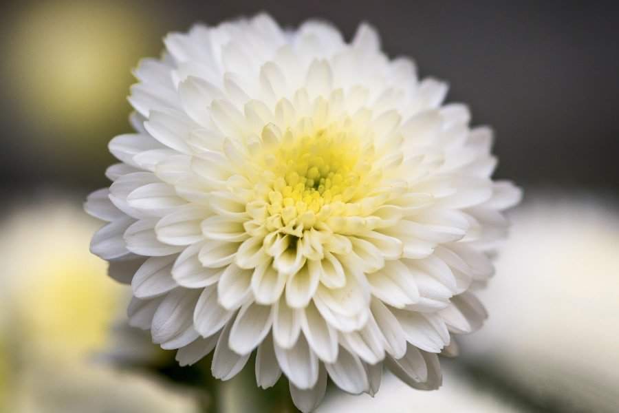 De onde vem a tradição de dar flores aos mortos?