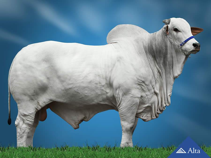 Progênies da Alta são destaque na Expoinel Minas 2020