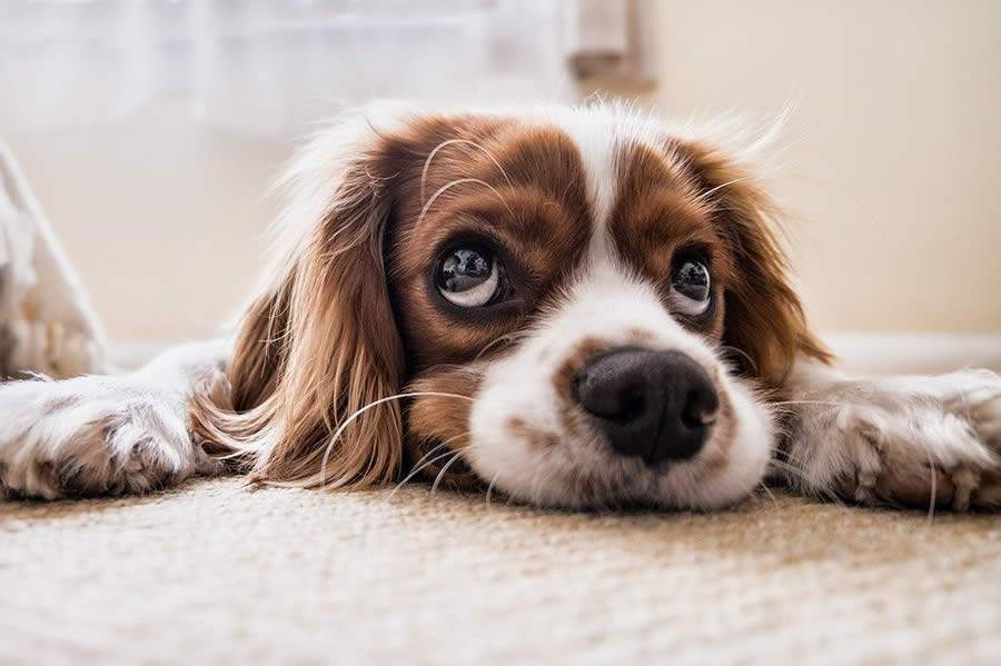 Seu cãozinho está com mau hálito? Pode ser sinal de problema...