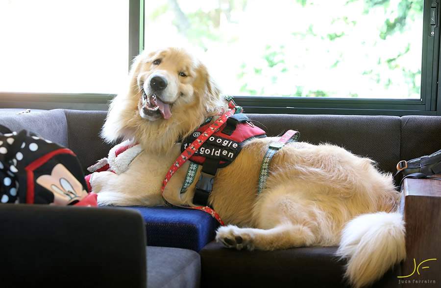 Cães fizeram passeio entre Itu e Salto no Trem Republicano - Créditos: Juca Ferreira