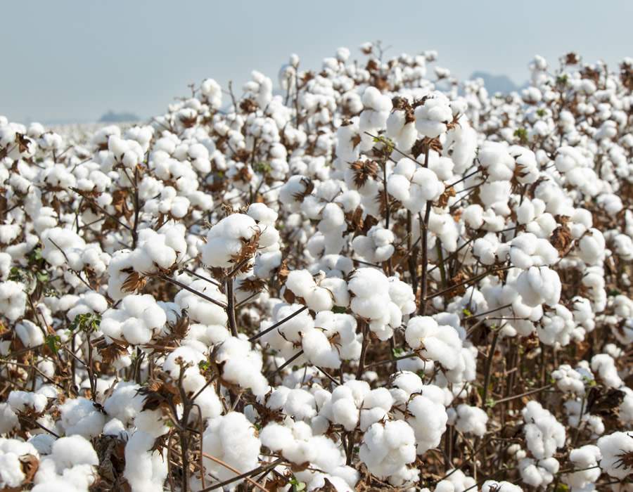 BASF apresenta novas soluções em soja, milho e algodão durante a TecnoShow (Créditos: BASF)