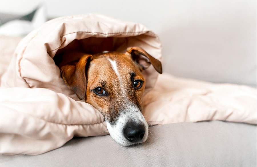 Suplementos nutricionais ajudam a diminuir trauma de fogos de artif&iacute;cio em pets