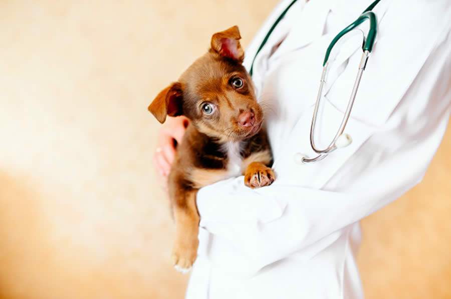 Fique atento com as vacinas dos animais de estimação - banco de imagens - freepik