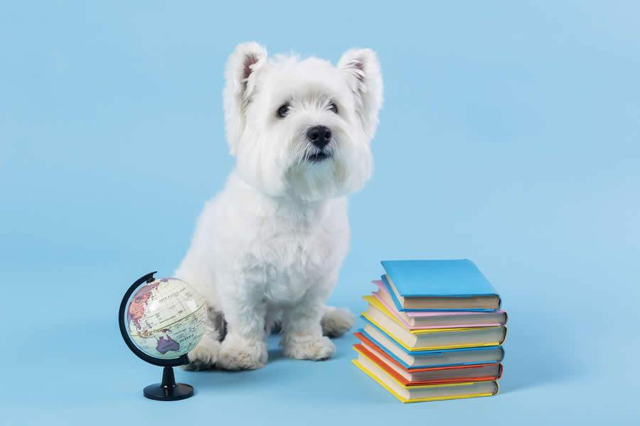 Cr&eacute;dito: Freepik